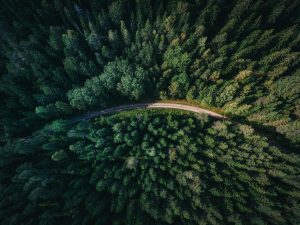 aerial view of forest and road